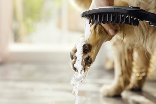 HansGrohe Dogshower Köpek El Duşu 150 3Jet - 26640540 - HANSGROHE