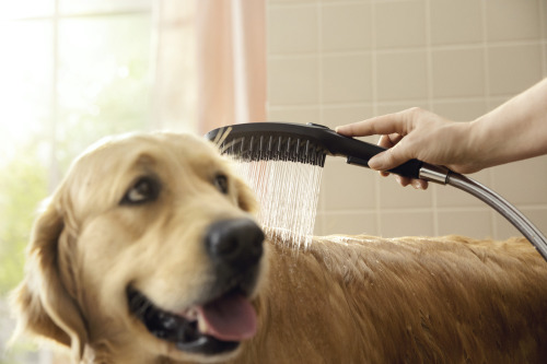 HansGrohe Dogshower Köpek El Duşu 150 3Jet - 26640700 - 4